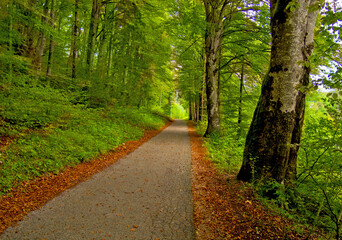 Obraz premium road in the forest in Bled, Slovenia in autumn