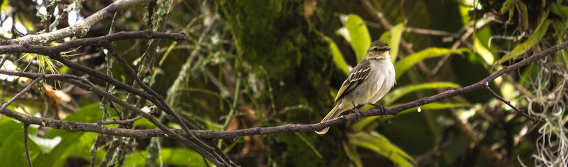 Horizontal photo of a golden-faced tyrant perched on a branch in the wild
