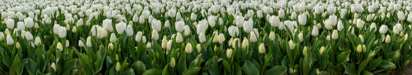 A panorama image of white tulips in a field near Woodburn, Oregon