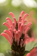 tropical pink flower on green