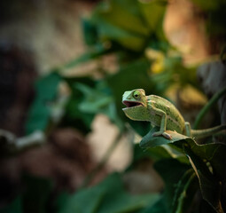 green tree frog