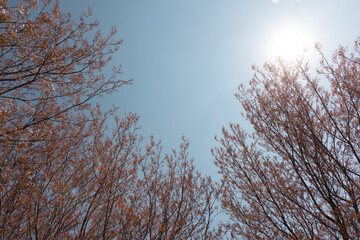 branches against sky with sun radiance 