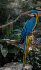 blue and yellow macaw