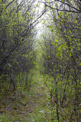 natural narrow animal track through springtime hawthorn shrubs for biodiversity