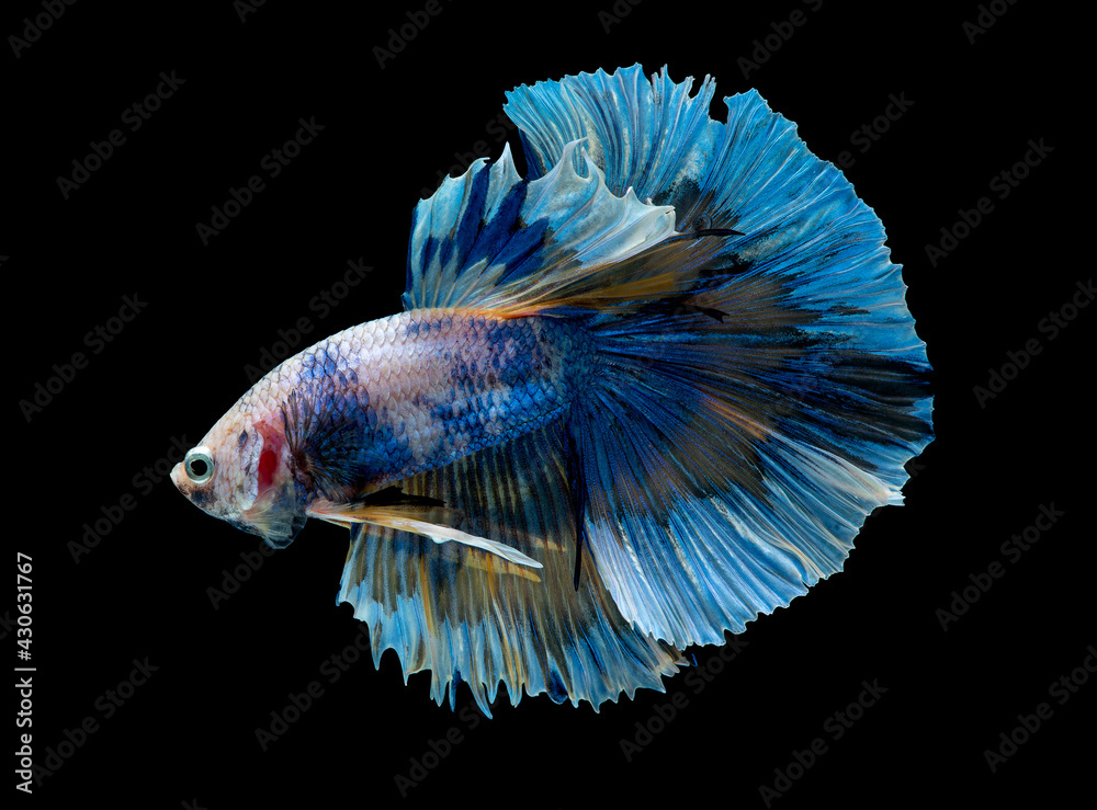 Wall mural Colorful with main color of blue and pink betta fish, Siamese fighting fish was isolated on black background.