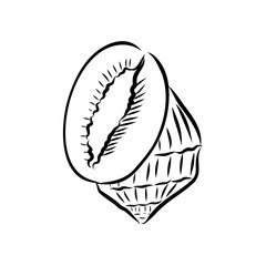 Hand drawn set of various seashell. clam shell, vector sketch