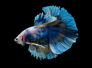 Colorful with main color of blue and pink betta fish, Siamese fighting fish was isolated on black background.