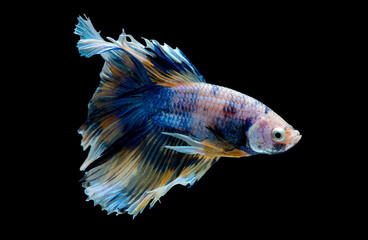 Colorful with main color of blue, yellow and pink betta fish, Siamese fighting fish was isolated on black background. Fish also action of turn head in the right during swim.