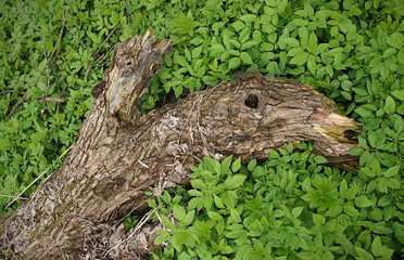 The rotten trunk resembles a monster