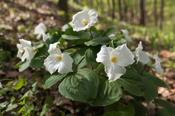 cluster of white trillium (melanthiaceae) flowers backlit growing on the side of a ravine