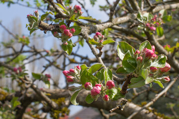 pink blossoming flowers of old apple tree for springtime gardening