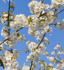 environment and natural beauty - cherry blossom tree over blue sky