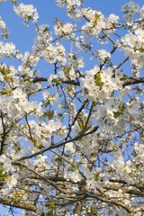 bee pollinating a beautiful cherry blossom tree for healthy environment