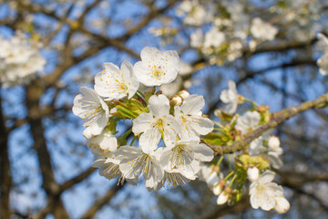 springtime botany closeup with cherry blossom tree over sunny branches