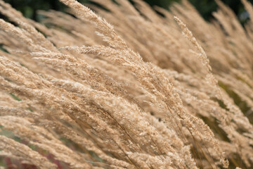 field of ornamental grass seed plumes or heads swaying in the breeze