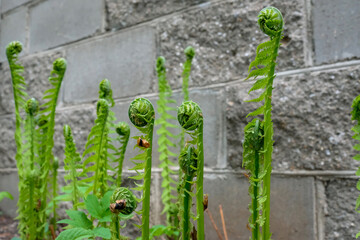 Young ferns have sprung up in the garden along the fence