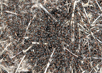 Formica polyctena ants
