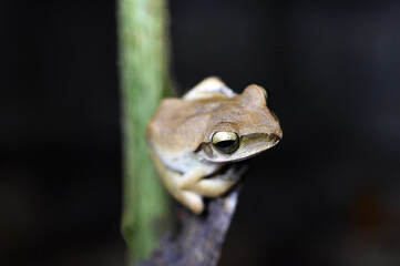 View of face  tree frog on dry twig with black background . close up