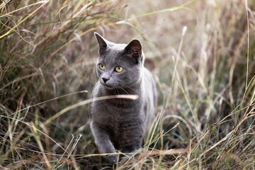 Naklejka na ściany i meble Gray cat walking outdoors in grass nature