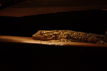 Gecko standing by light indoors
