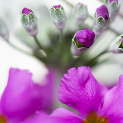 close up of violet primula hybrid (polyanthus) buds on white
