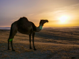 Camel standing on Desert land at Sunrise, with mild flare.