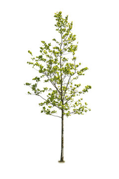 Deciduous tree, with thin trunk, isolated on white background