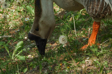 Duck looks for food on the grass in the park
