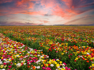 Rows of Buttercups in full bloom and in various colors, Aerial view.