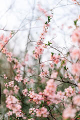 Spring blossom background. Beautiful nature scene with blooming tree and sun flare. Sunny day. Spring flowers. Beautiful Orchard. Abstract blurred background. Springtime