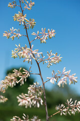 blooming tree