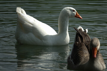 Duck swims in the pond
