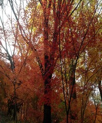 Beautiful view of the autumn trees and the sky