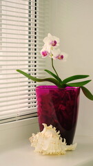 
Blooming white orchid on the windowsill. Home flower on background of blinds, close-up. Side view, copy space.
