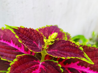 coleus leaf growing with coleus flower isolated on white background, commonly known as Solenostemon. closeup