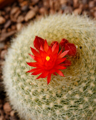 red-orange cactus flowers Parodia Notocactus haselbergii or Scarlet ball cactus plant