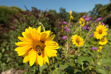 several sunflowers or asteraceae, helianthus growing in a flowerbed with violet buddleja in the background