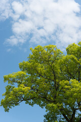 oak tree in spring against a partially cloudy blue sky