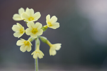 Yellow flower primrose (Primula veris, Schlüsselblume). Plant in front of blurred gray background. Side view.