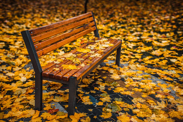 Empty wooden bench in autumn park