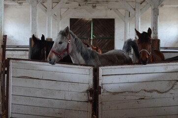 Koń , Konie  , Klacz  , konik , Polski  koń , Koń cheval, zwierzak, farma, glow, cheval, biała, charakter, koni, braun, ssak, portret, ogier, kuc, grzywa, jeździec, zwierzak, klacz , ogier © Szymon