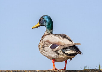 Stockente Porträt