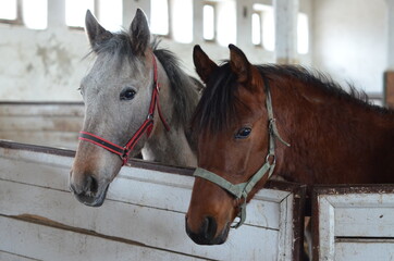 Koń , Konie  , Klacz  , konik , Polski  koń , Koń cheval, zwierzak, farma, glow, cheval, biała, charakter, koni, braun, ssak, portret, ogier, kuc, grzywa, jeździec, zwierzak, klacz , ogier © Szymon