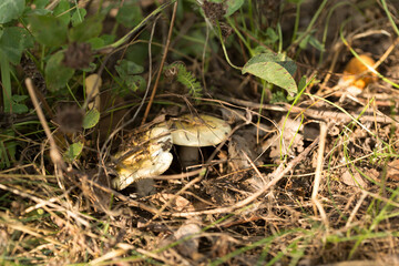 Harvesting forest mushrooms from ecologically clean places