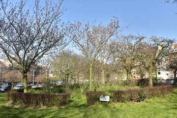 Les arbres du square Riga sous un ciel de printemps ,&agrave; Schaerbeek
