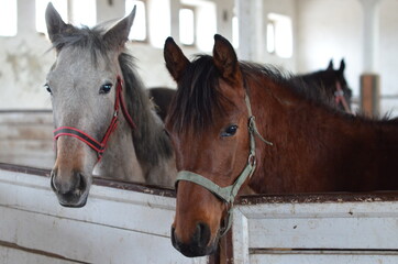 Koń , Konie  , Klacz  , konik , Polski  koń , Koń cheval, zwierzak, farma, glow, cheval, biała, charakter, koni, braun, ssak, portret, ogier, kuc, grzywa, jeździec, zwierzak, klacz , ogier © Szymon