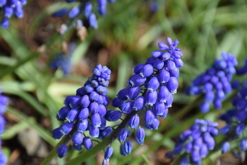 blue hyacinth