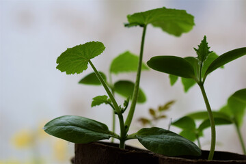 Soft focus of plant seedlings against a blurry background © Anja Janssen/Wirestock
