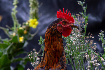rooster head, 
rooster looking at the camera with an unfocused flower background