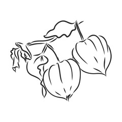 Physalis autotraced vector sketch, greyscale. physalis, vector sketch on a white background